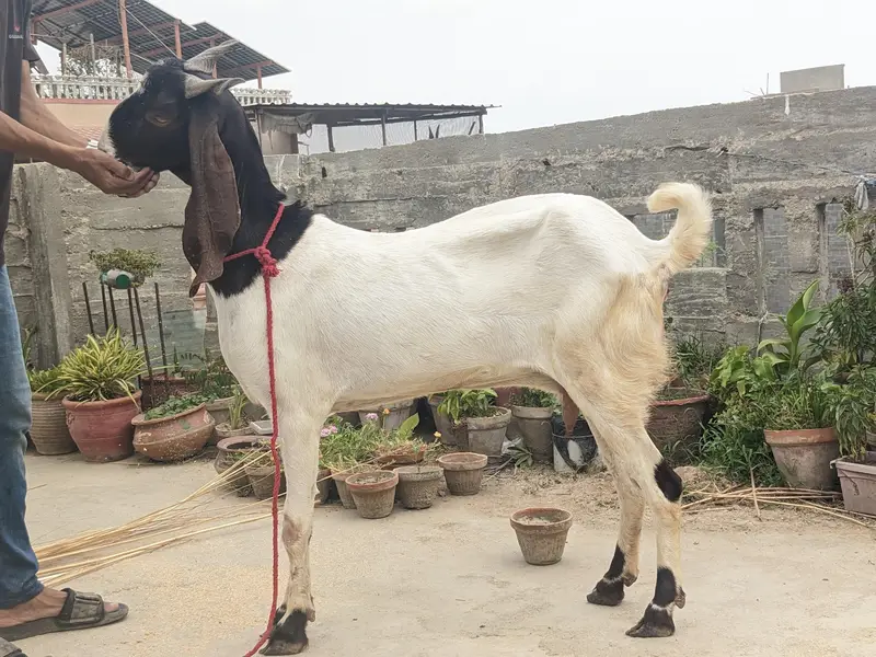 gulabi goats — photo 9