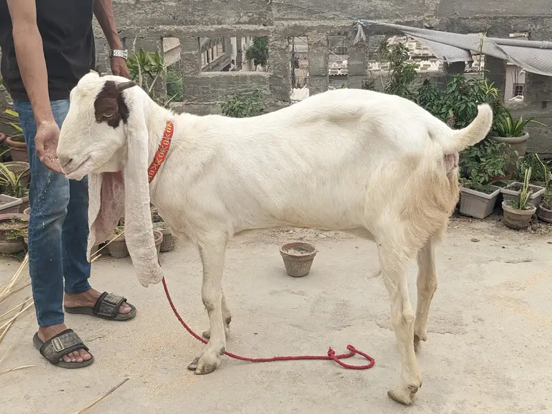 gulabi goats — photo 10