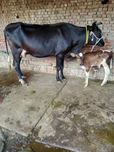 Cow/Cross Cow/wachi/Freazn Cow