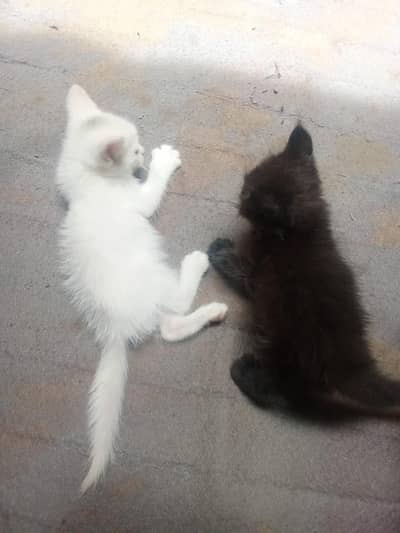 cats for sale