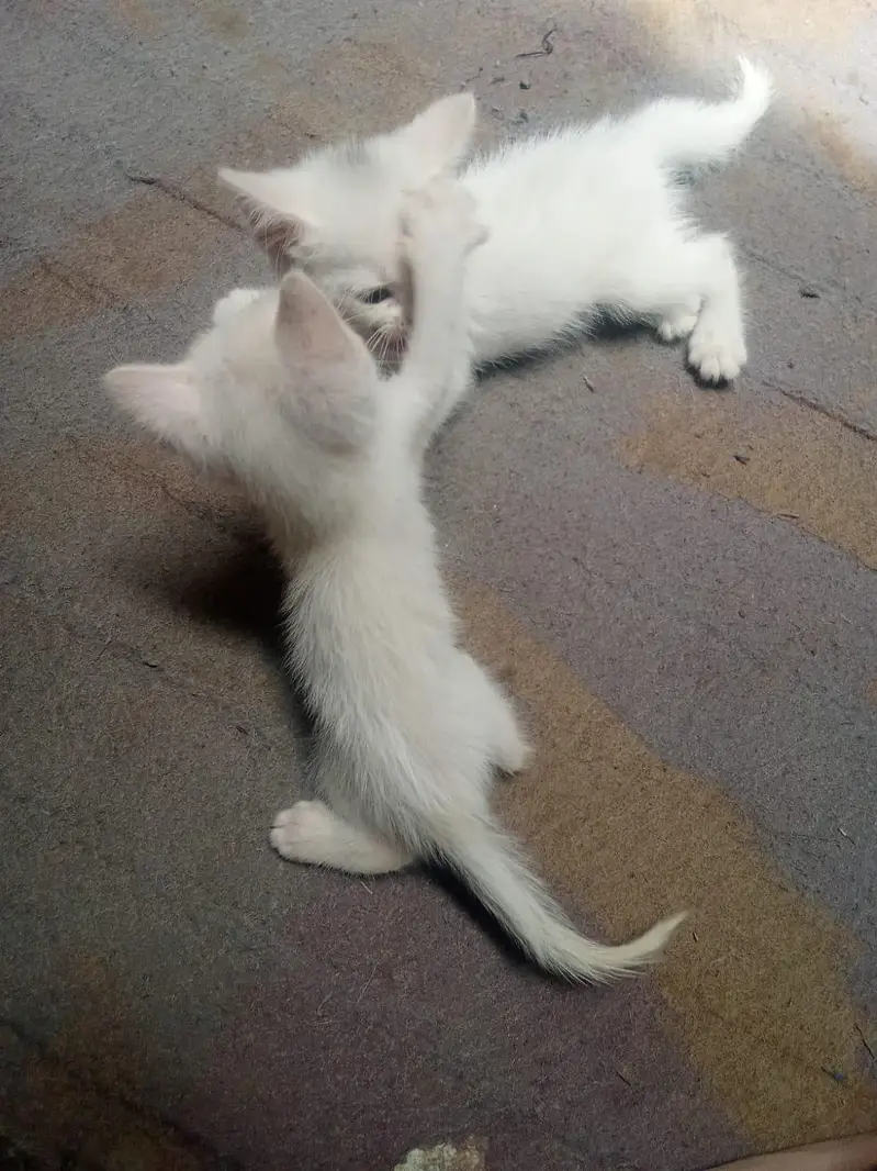 cats for sale — photo 2