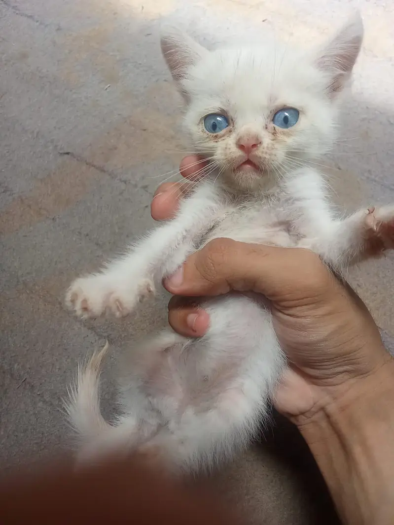 cats for sale — photo 3