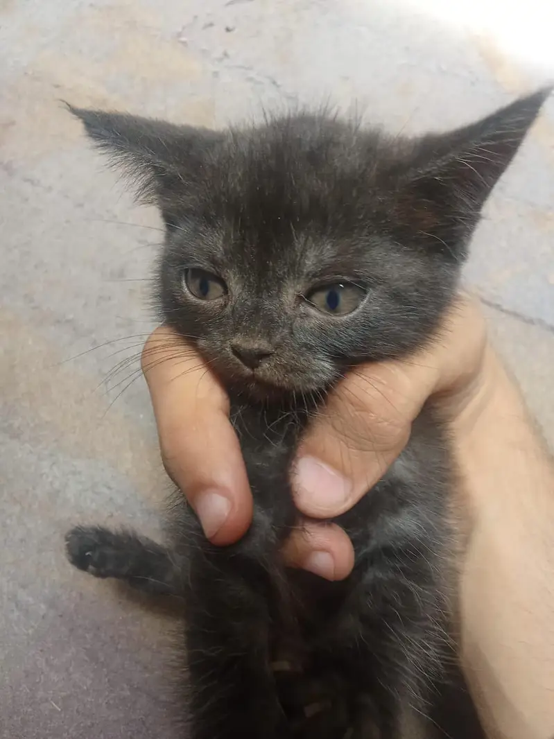cats for sale — photo 4