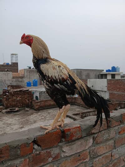 aseel hens more are available