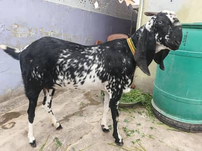 Bakri Gabban makhi cheeni