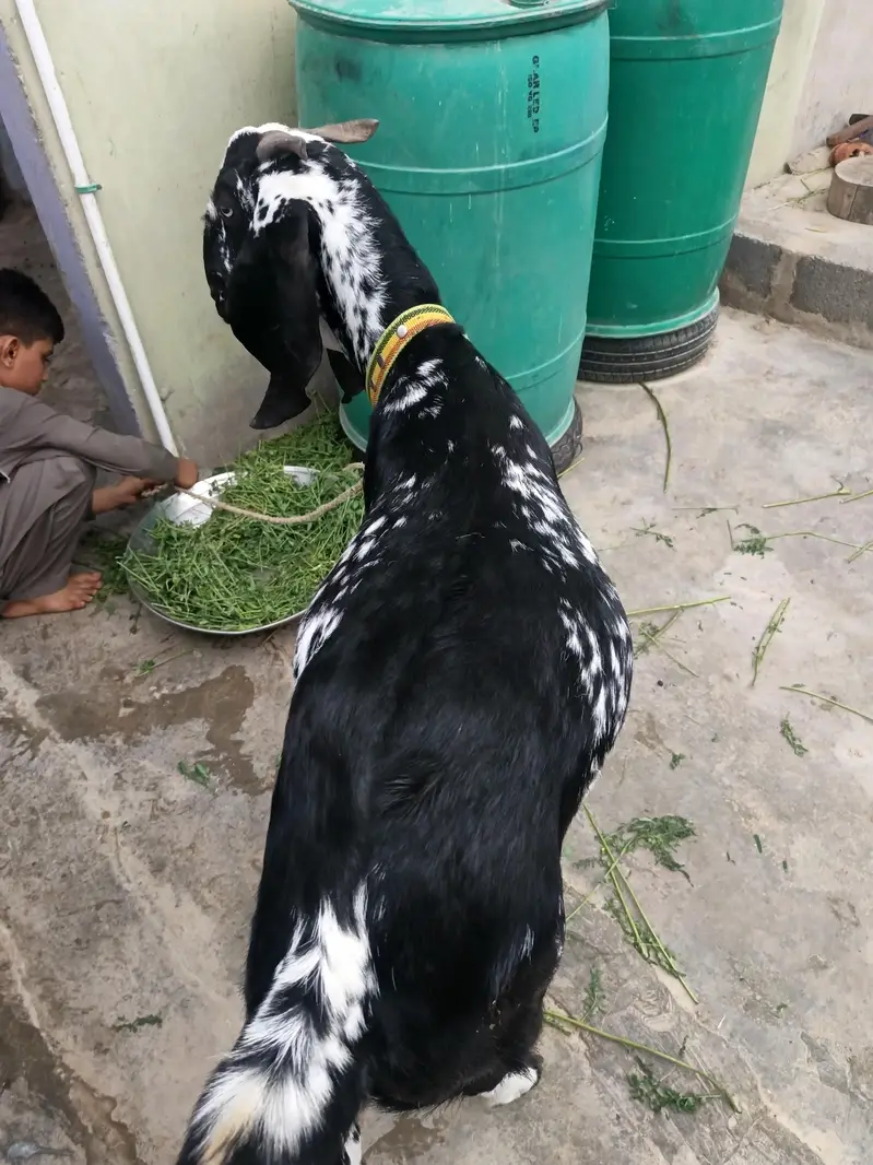 Bakri Gabban makhi cheeni — photo 2