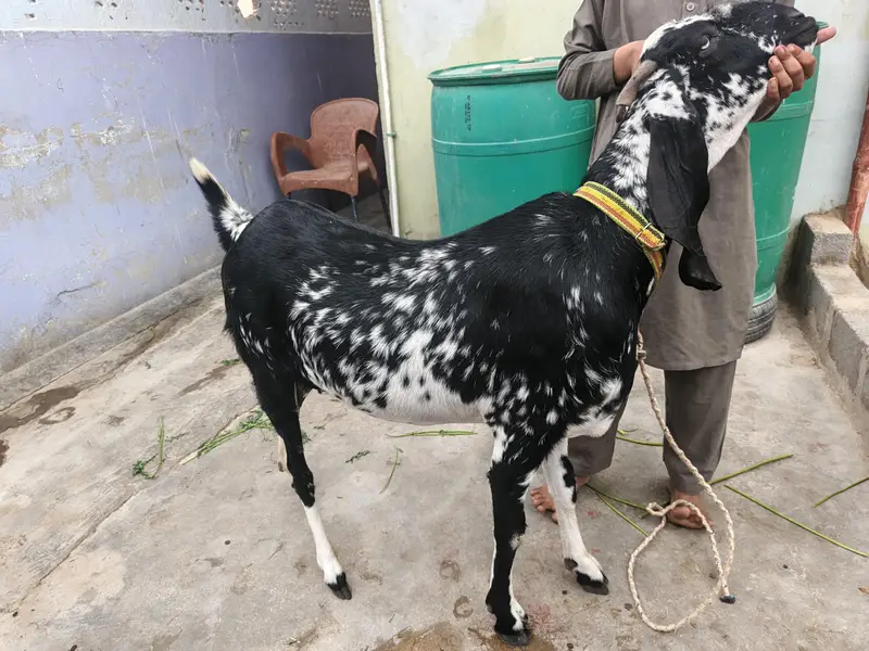 Bakri Gabban makhi cheeni — photo 3