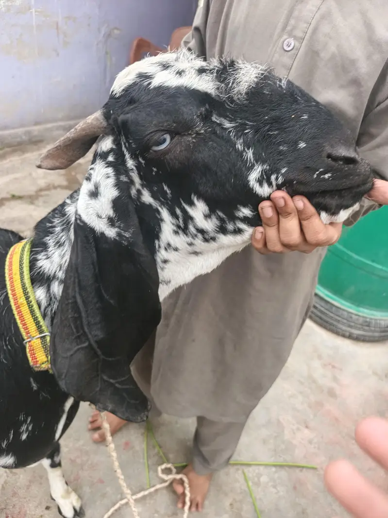 Bakri Gabban makhi cheeni — photo 4