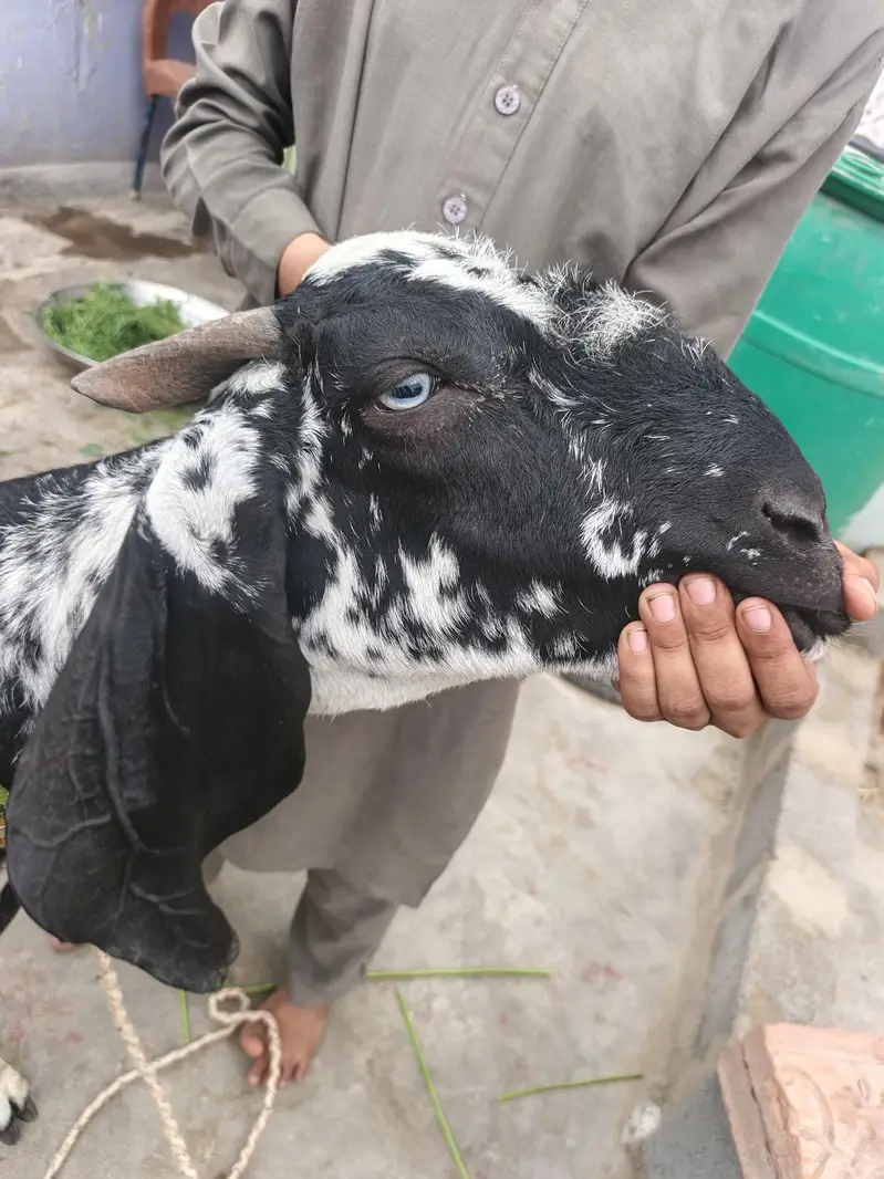Bakri Gabban makhi cheeni — photo 5