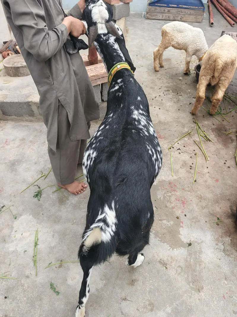 Bakri Gabban makhi cheeni — photo 6