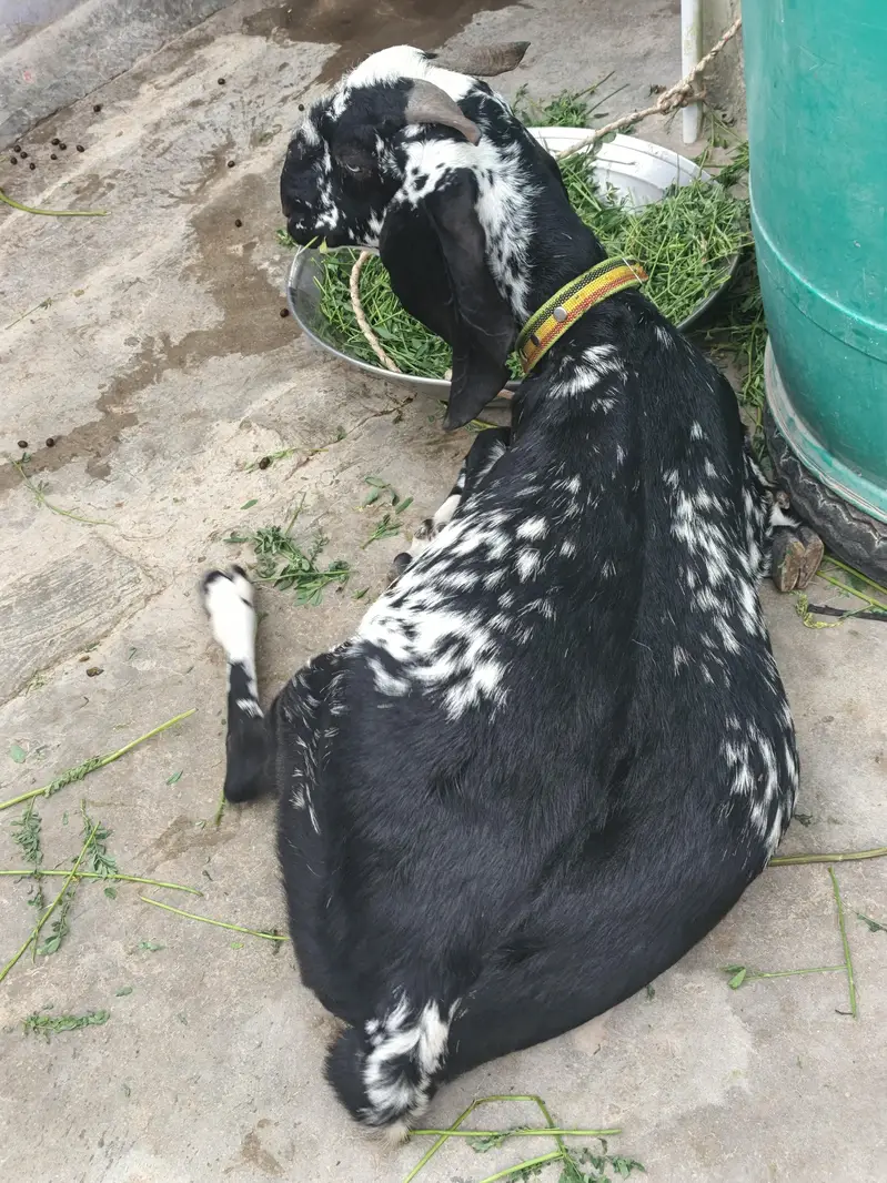 Bakri Gabban makhi cheeni — photo 7