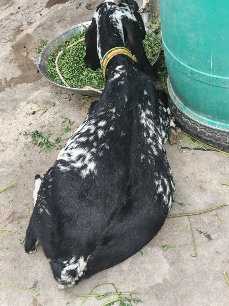 Bakri Gabban makhi cheeni — photo 8