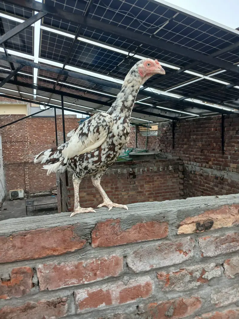 aseel hens more are available — photo 2