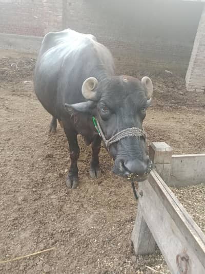 Buffalo. /Neeli Ravi Bhais. Cow