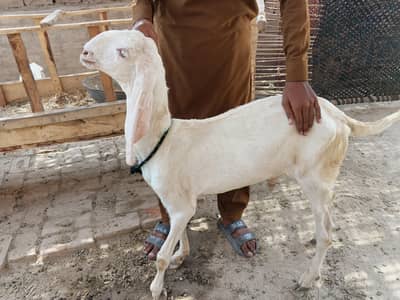 bakra Rajanpure