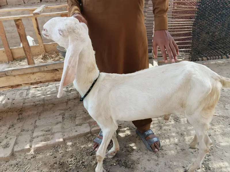 bakra Rajanpure — photo 2