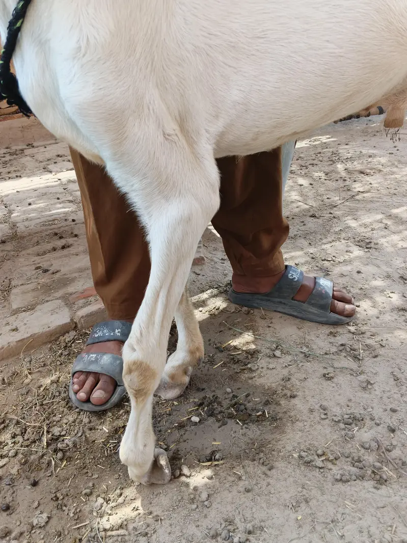 bakra Rajanpure — photo 3