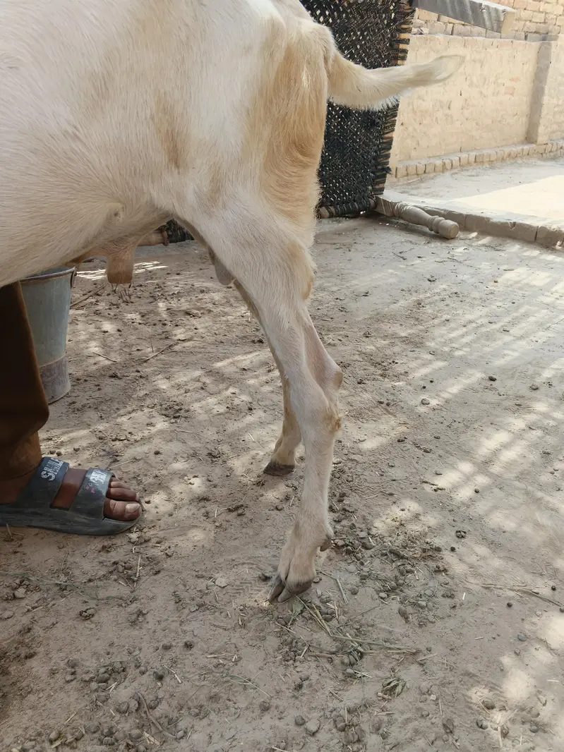 bakra Rajanpure — photo 4