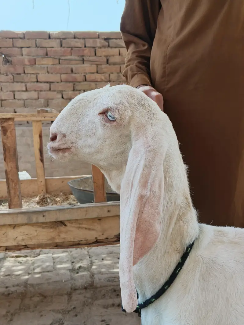 bakra Rajanpure — photo 5
