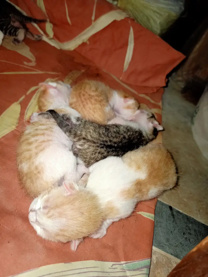 1 cat & 5 kitchen — photo 2
