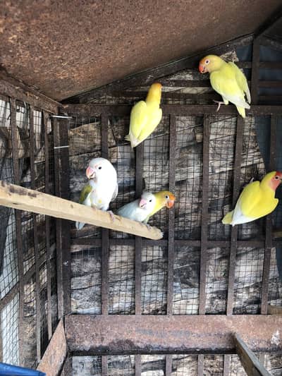 Beautiful Lovebirds Pair / Breeder Setup for Sale