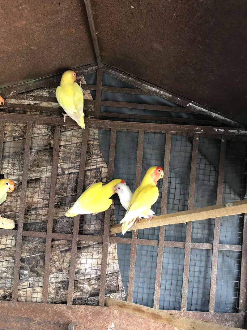 Beautiful Lovebirds Pair / Breeder Setup for Sale — photo 2