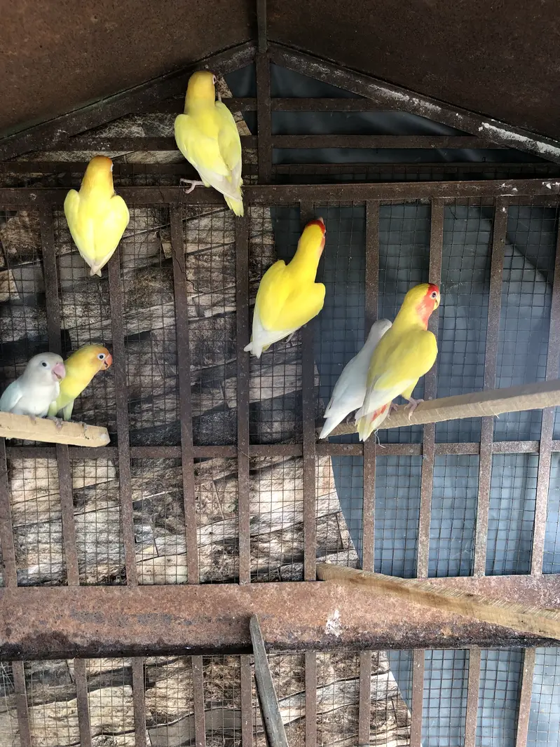 Beautiful Lovebirds Pair / Breeder Setup for Sale — photo 3
