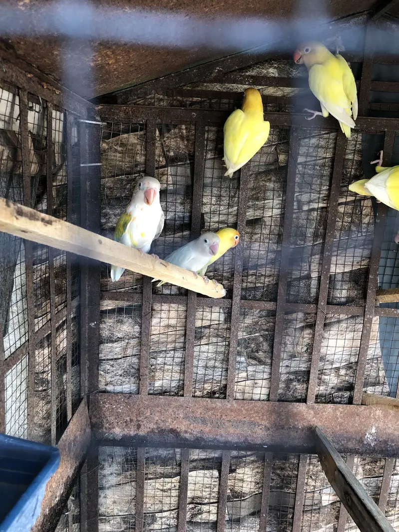 Beautiful Lovebirds Pair / Breeder Setup for Sale — photo 4