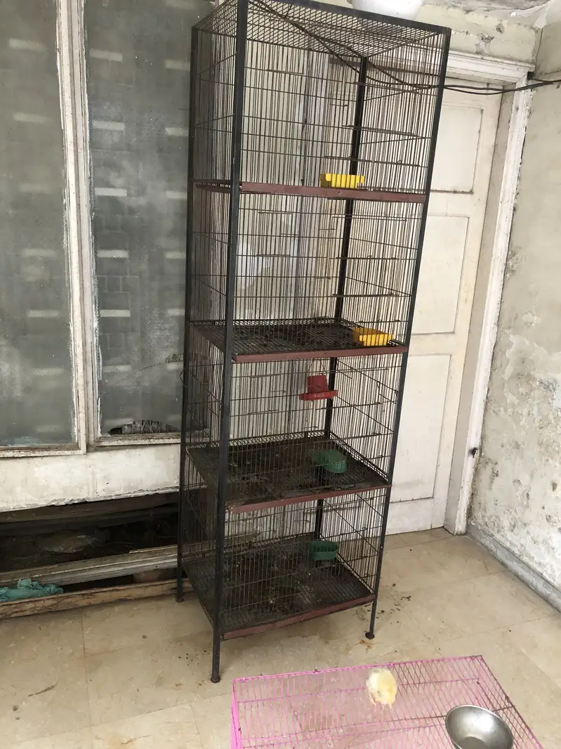 Beautiful Lovebirds Pair / Breeder Setup for Sale — photo 5