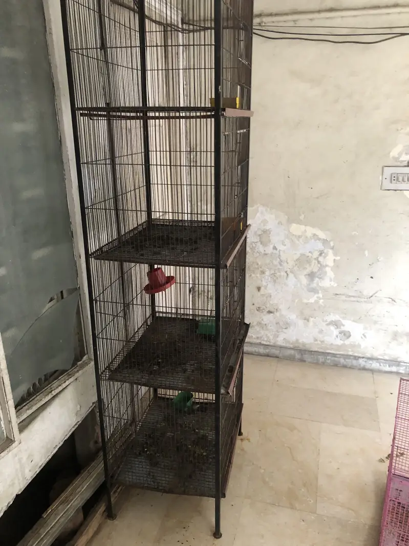 Beautiful Lovebirds Pair / Breeder Setup for Sale — photo 6
