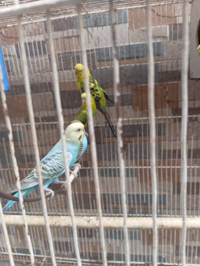 staline parrot.