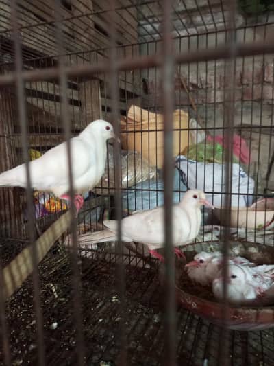 khumrey white pair for sale with 2 chiks