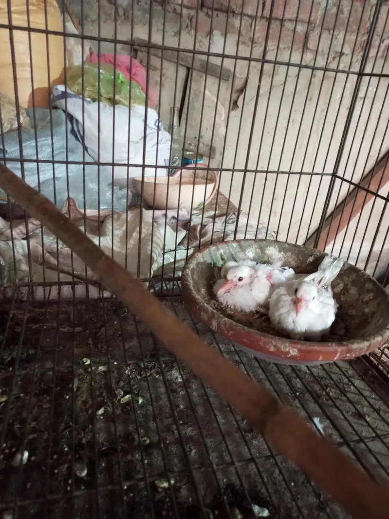 khumrey white pair for sale with 2 chiks — photo 2