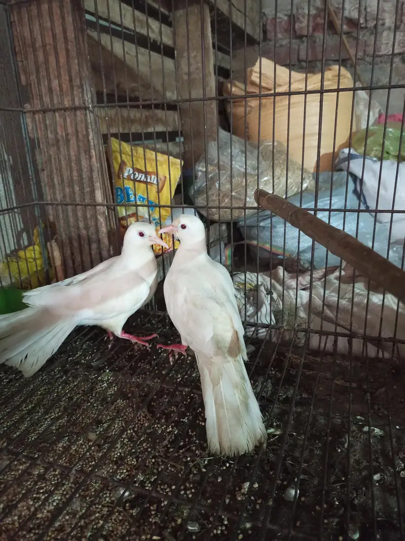khumrey white pair for sale with 2 chiks — photo 3