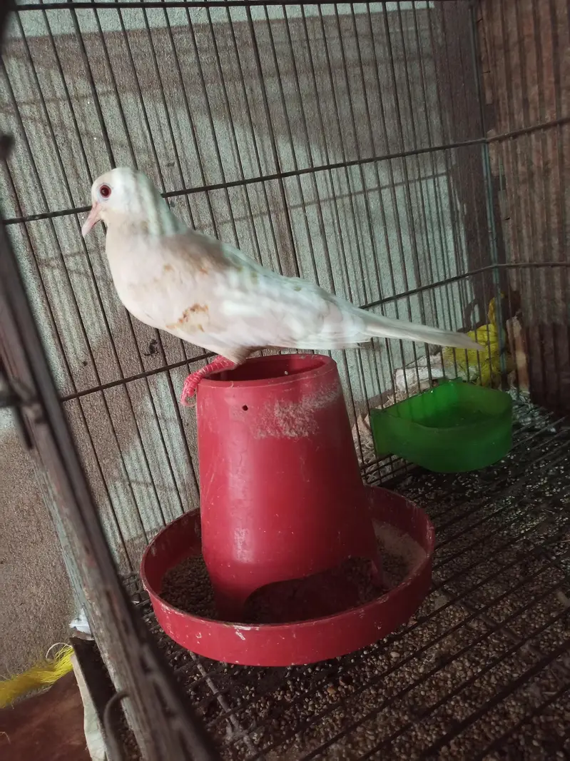 khumrey white pair for sale with 2 chiks — photo 4
