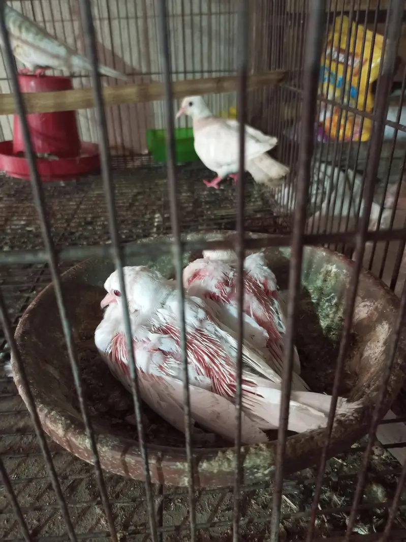 khumrey white pair for sale with 2 chiks — photo 5
