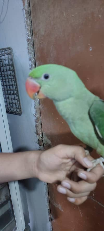 Raw parrot