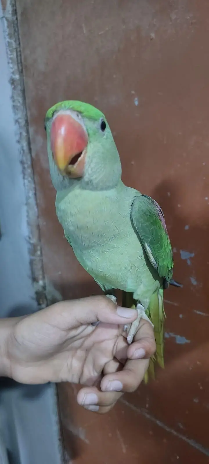 Raw parrot — photo 2