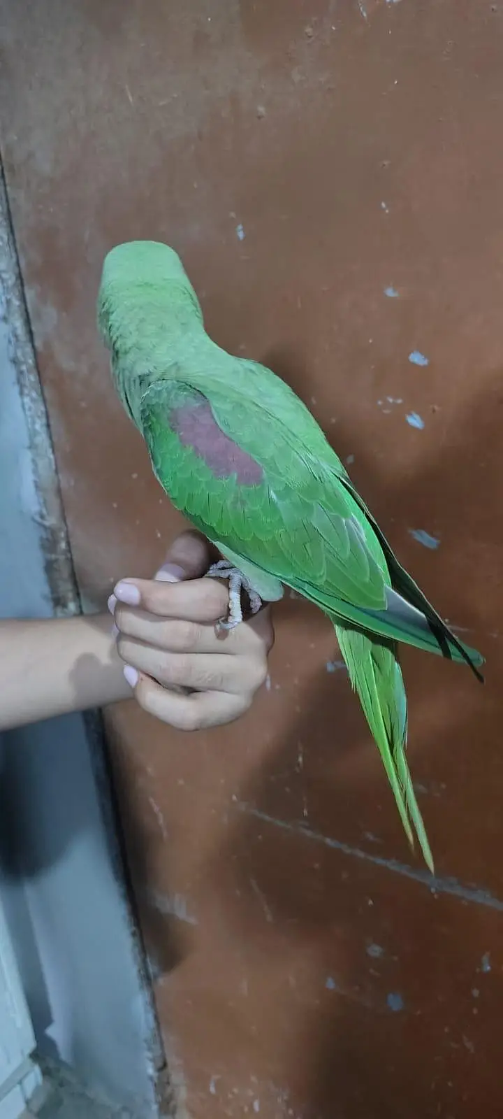 Raw parrot — photo 3
