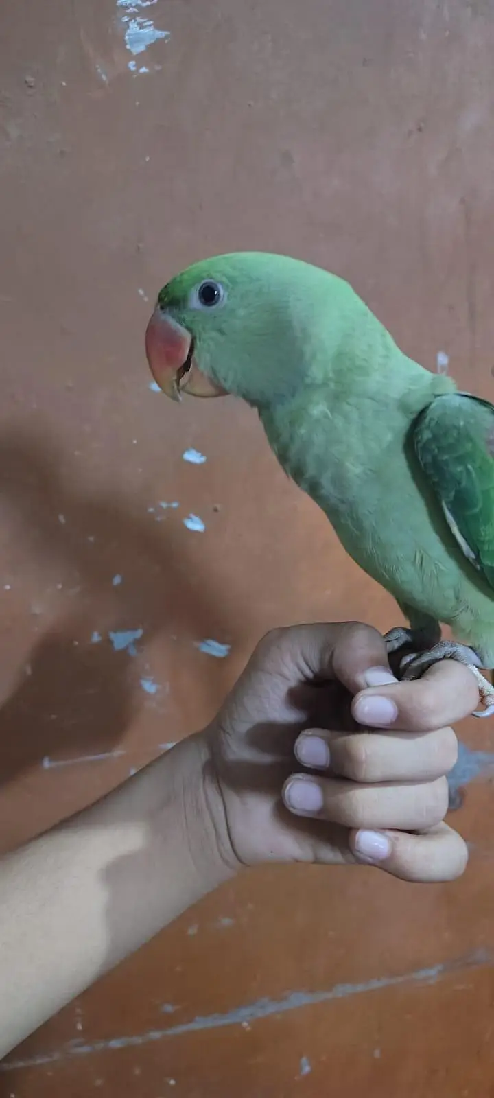 Raw parrot — photo 4
