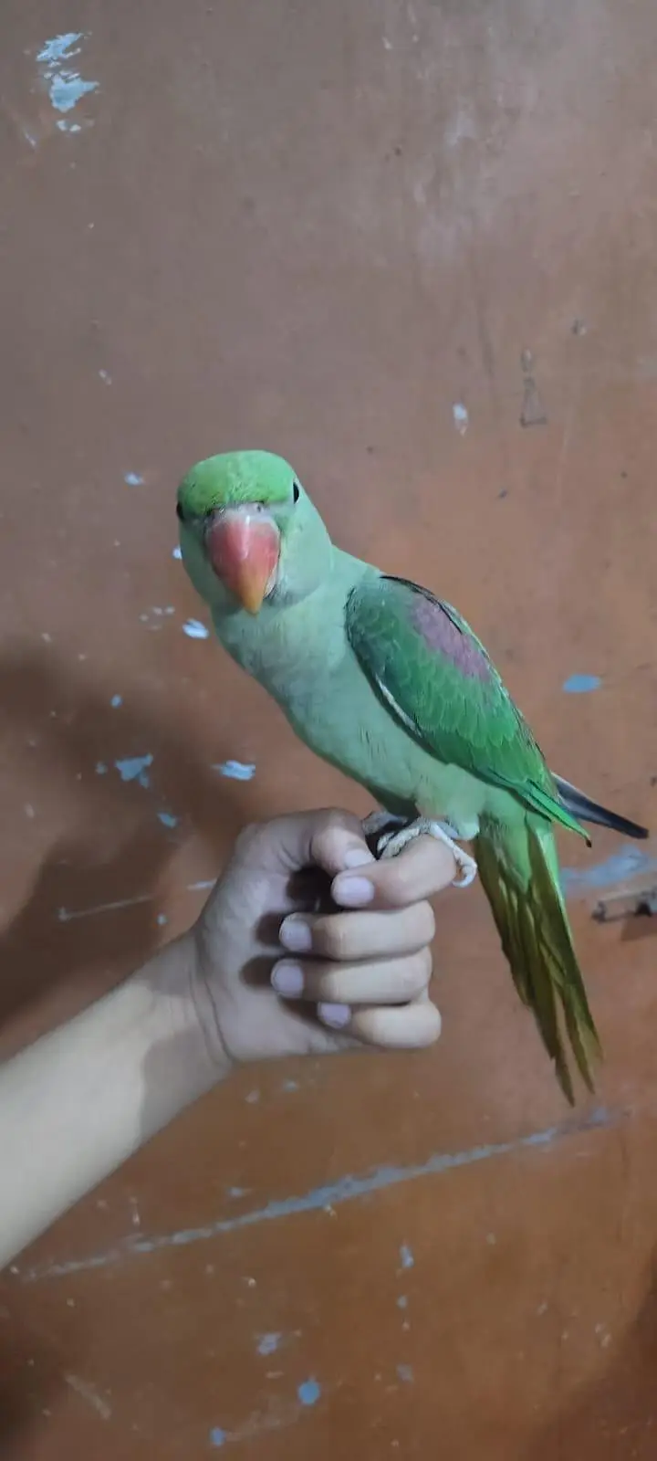 Raw parrot — photo 5