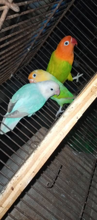 Love birds for sale