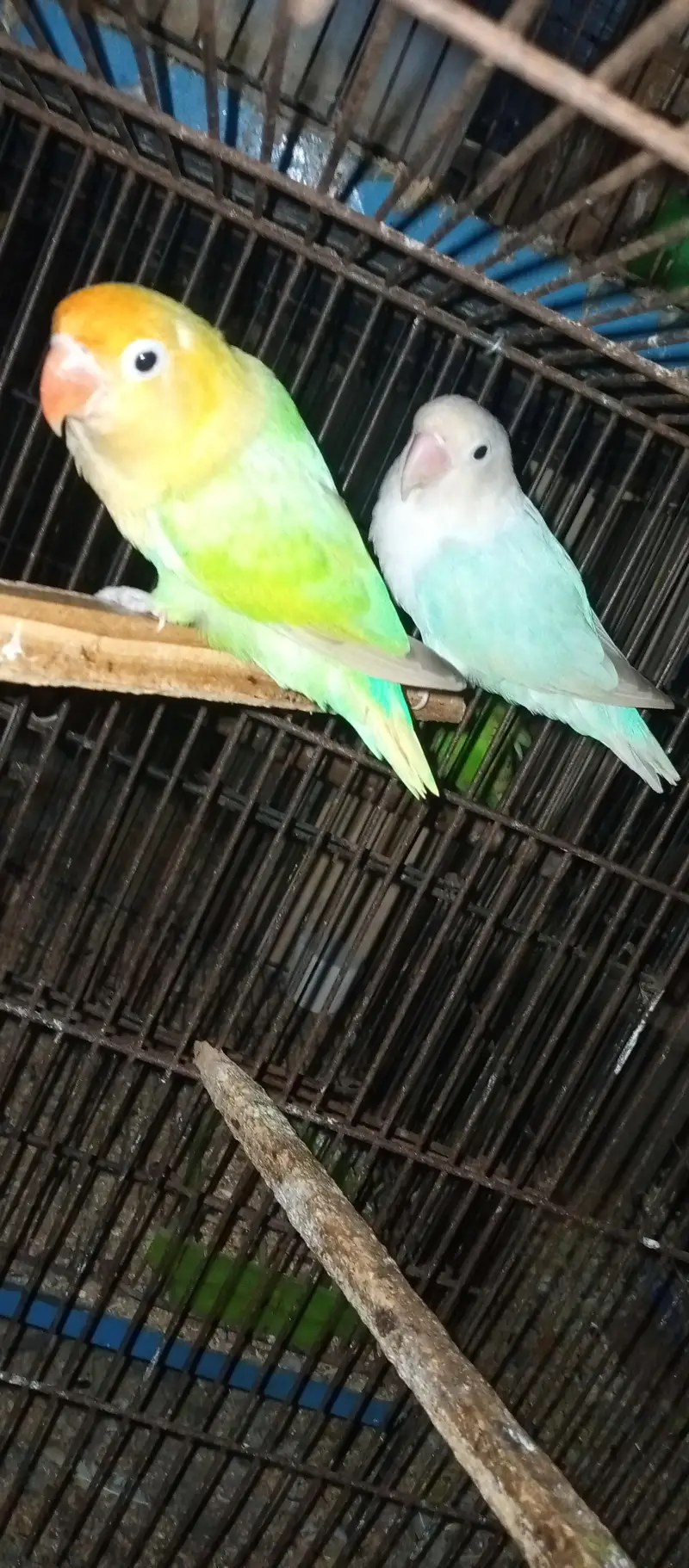 Love birds for sale — photo 2