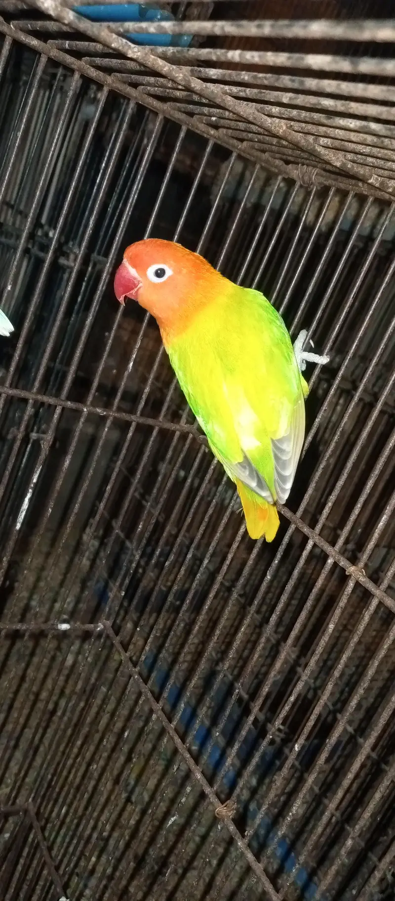 Love birds for sale — photo 3