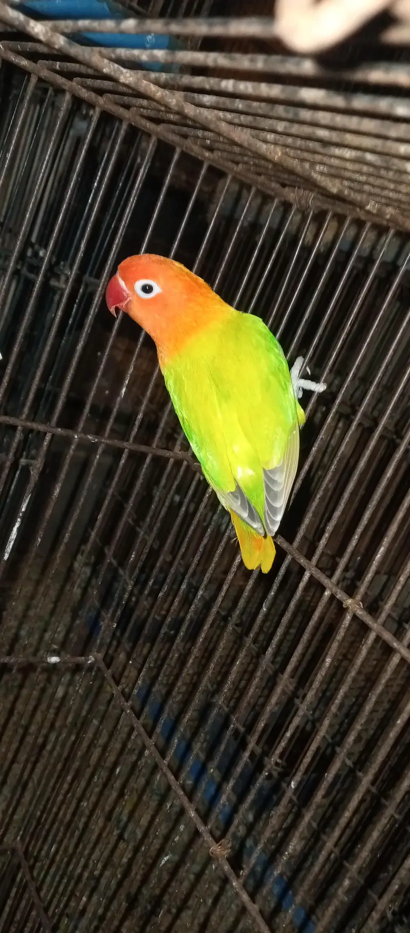 Love birds for sale — photo 4