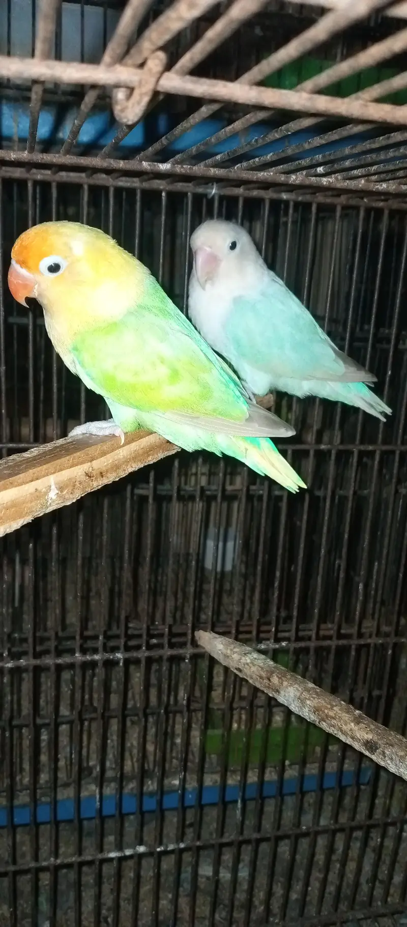 Love birds for sale — photo 5