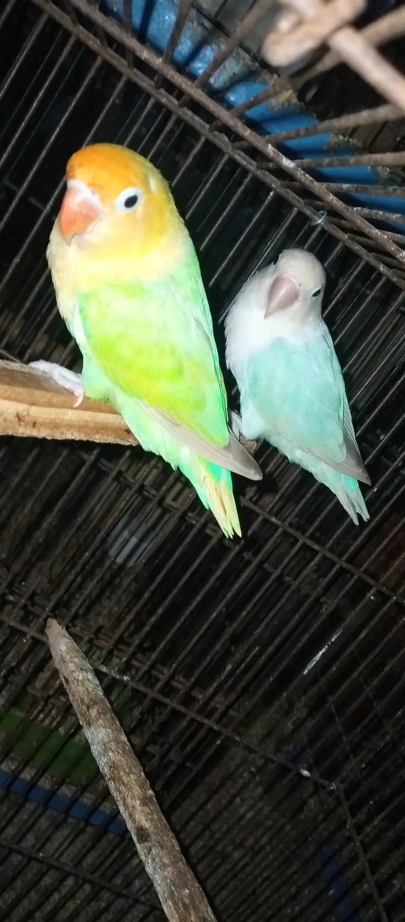 Love birds for sale — photo 6