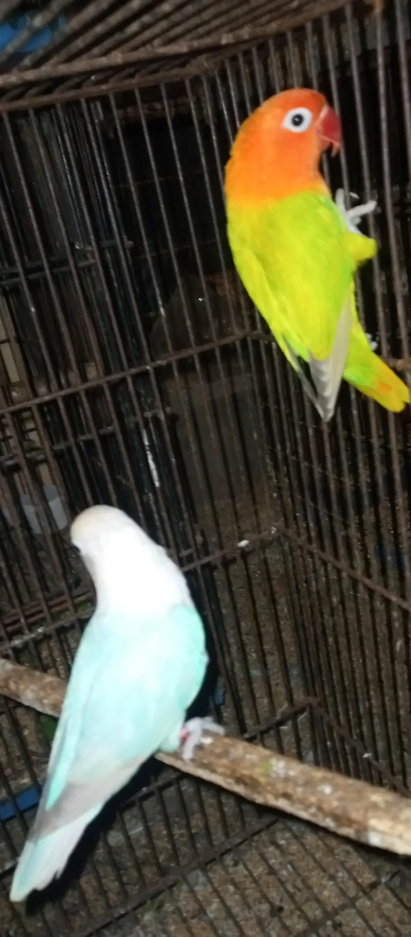 Love birds for sale — photo 7