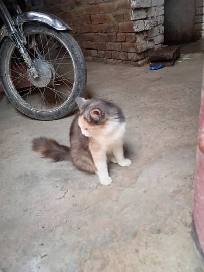 beautiful cat