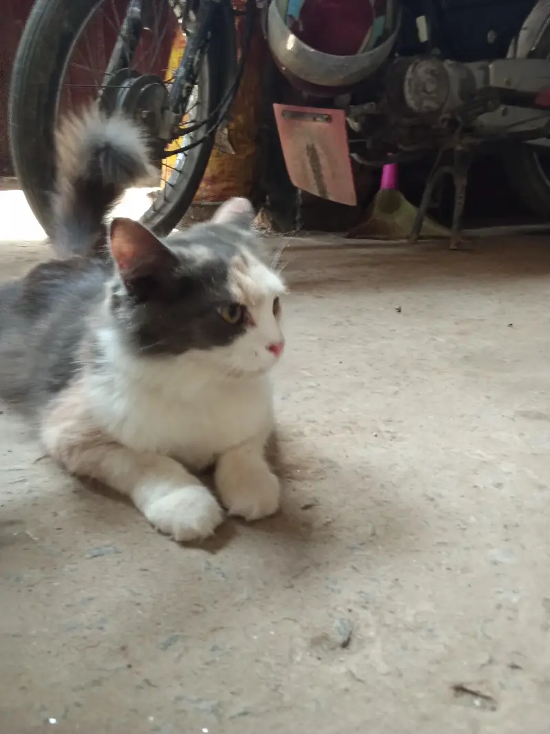 beautiful cat — photo 2